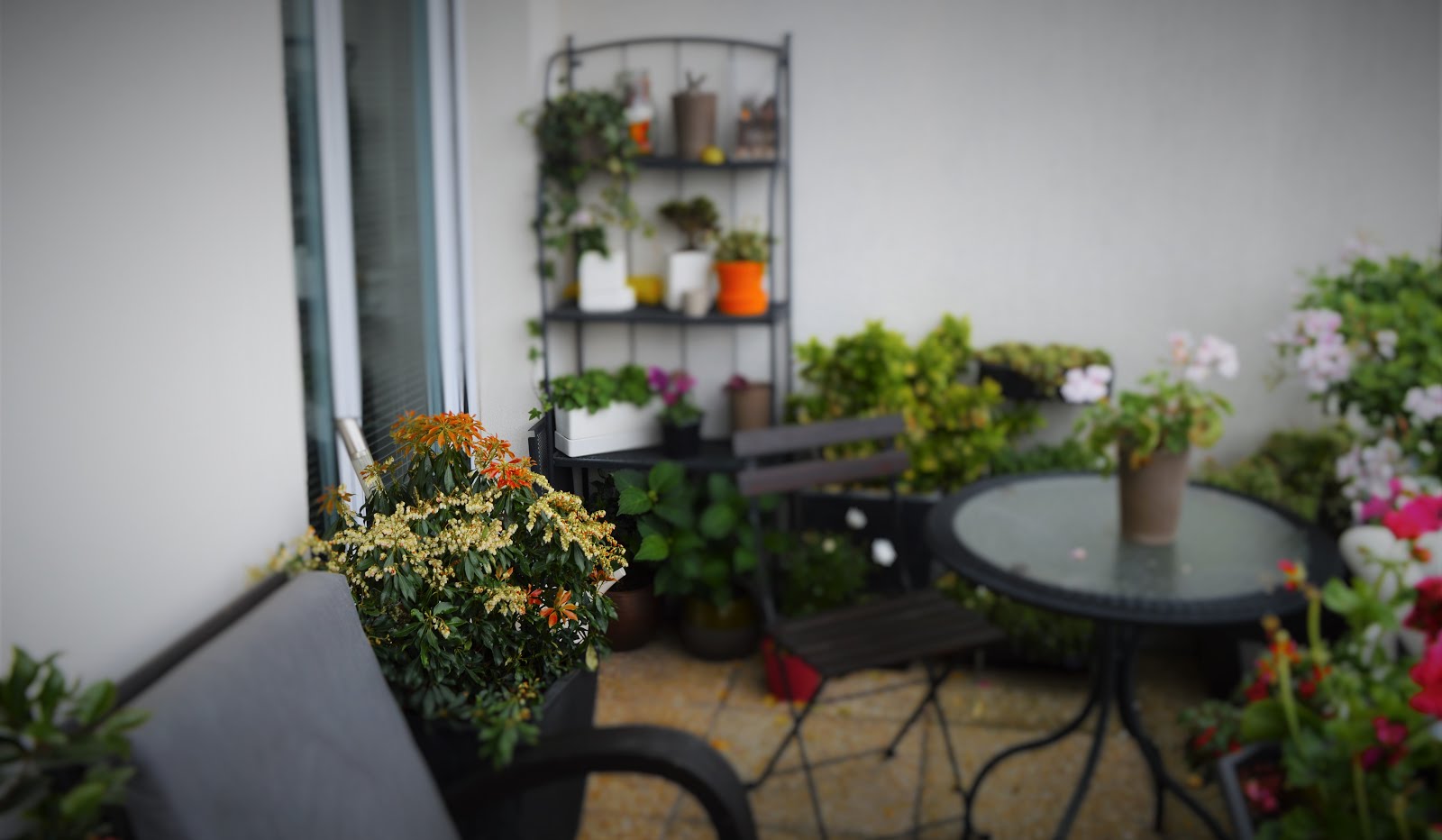 Temps De Jardin Eureka Le Pieris Little Health Green