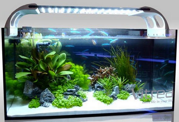 Fungsi Lampu / Light Pada Aquascape - Aquascape