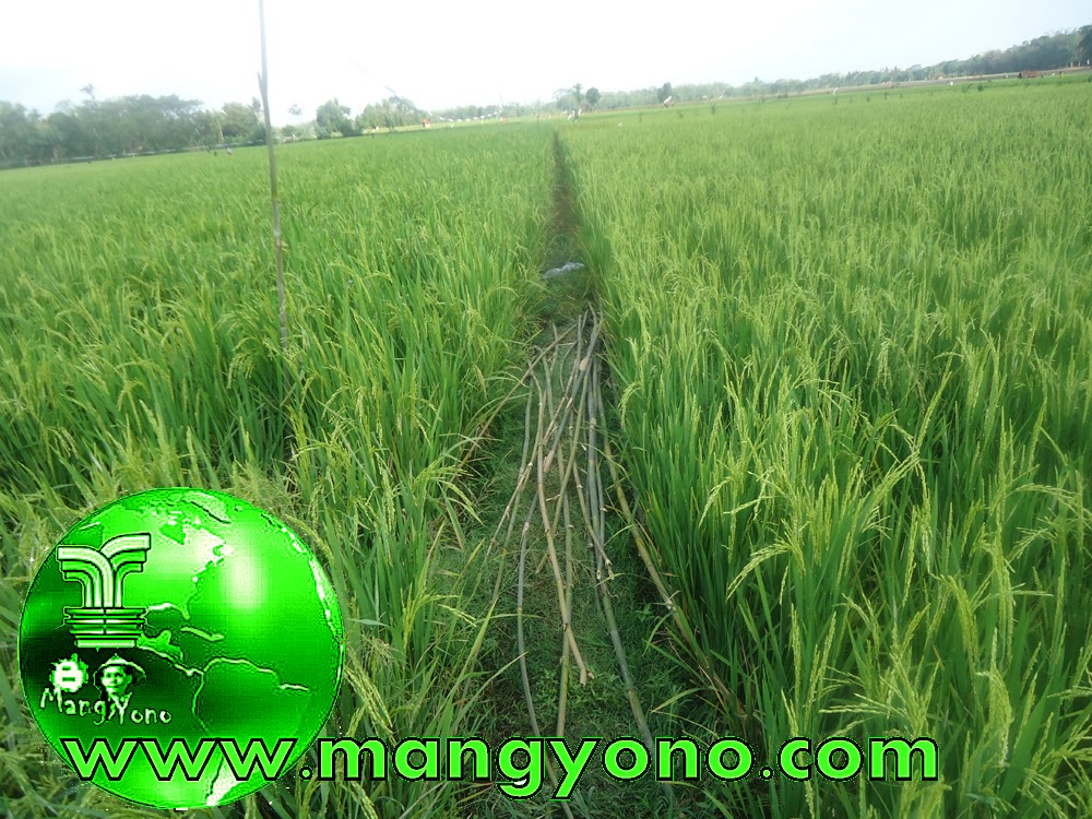 Cara Mengusir Burung Pipit Di Sawah Dengan Plastik Cara Mengusir Burung Pipit Di Sawah Dengan Plastik