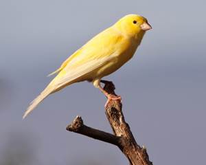 Mengenal Ciri Burung Kenari Lokal Plus Keunggulan Dan Gambarnya