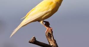 Mengenal Ciri Burung Kenari Lokal Plus Keunggulan Dan Gambarnya