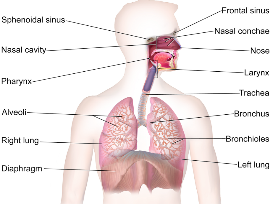 Respiratory System in humans | Class 10, Life processes