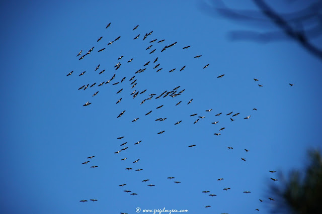 Migration des grues cendrées au dessus de la forêt de Fontainebleau, (C) 2014 Greg Clouzeau