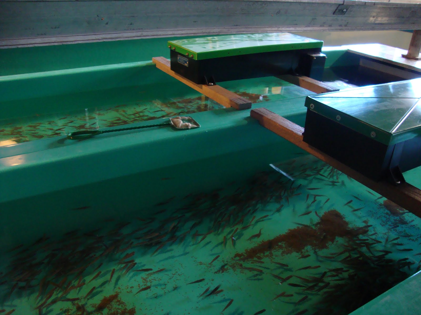 Moshi moshi!: Bow Habitat Station (The Sam Livingston Fish Hatchery ...