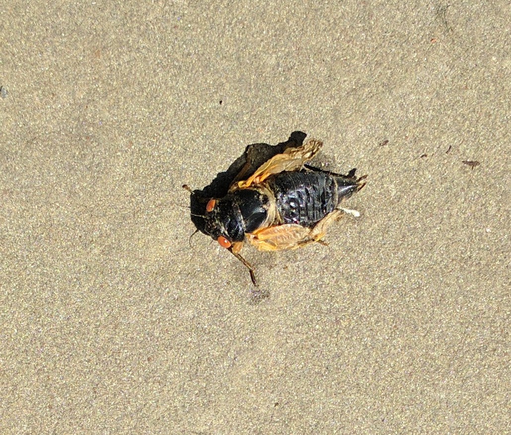 Cicadas Rhode Island Cicadas Rhode Island