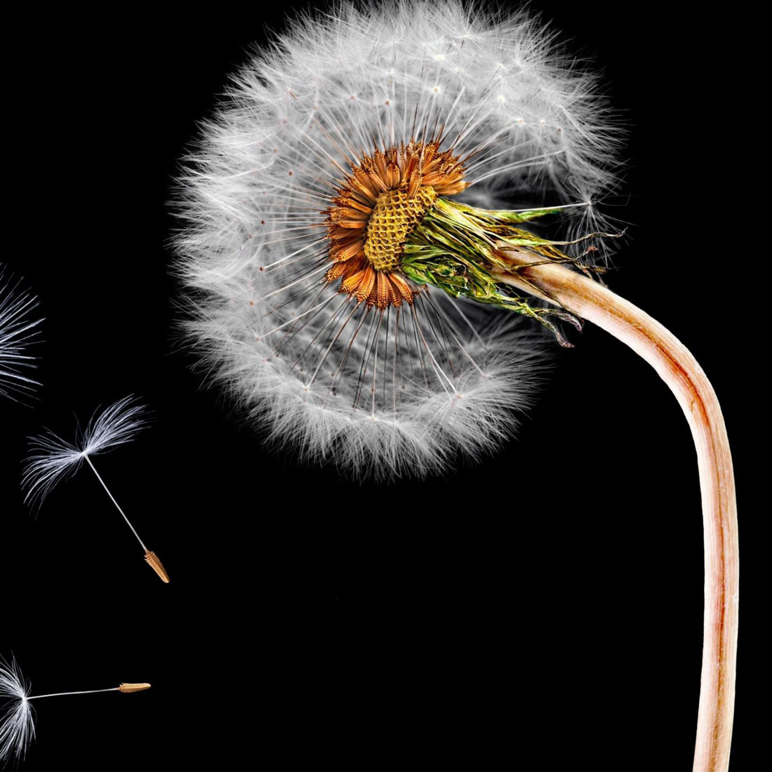 Happy APPS Dandelion Live Wallpaper