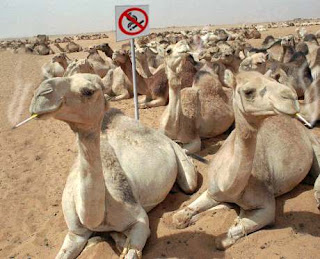 Funny%2BAnimal%2BSmoking_4.jpg