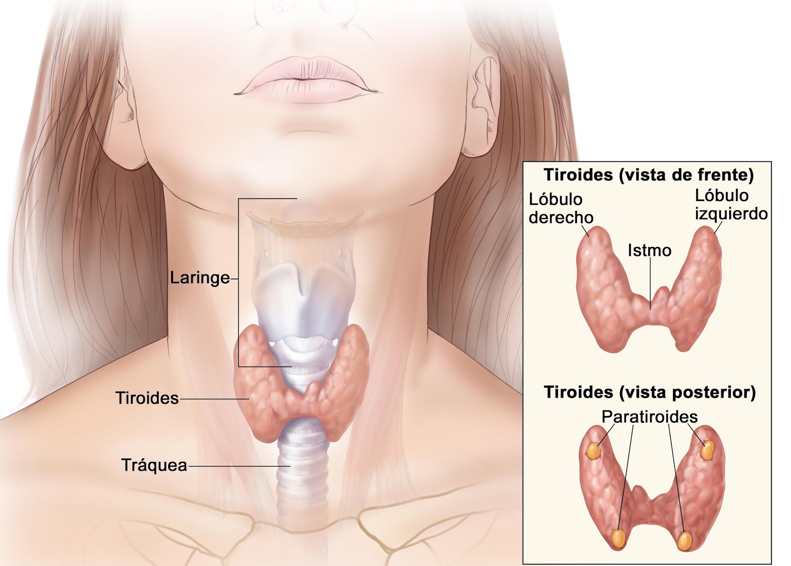 irrigacion de la glandula tiroides pdf