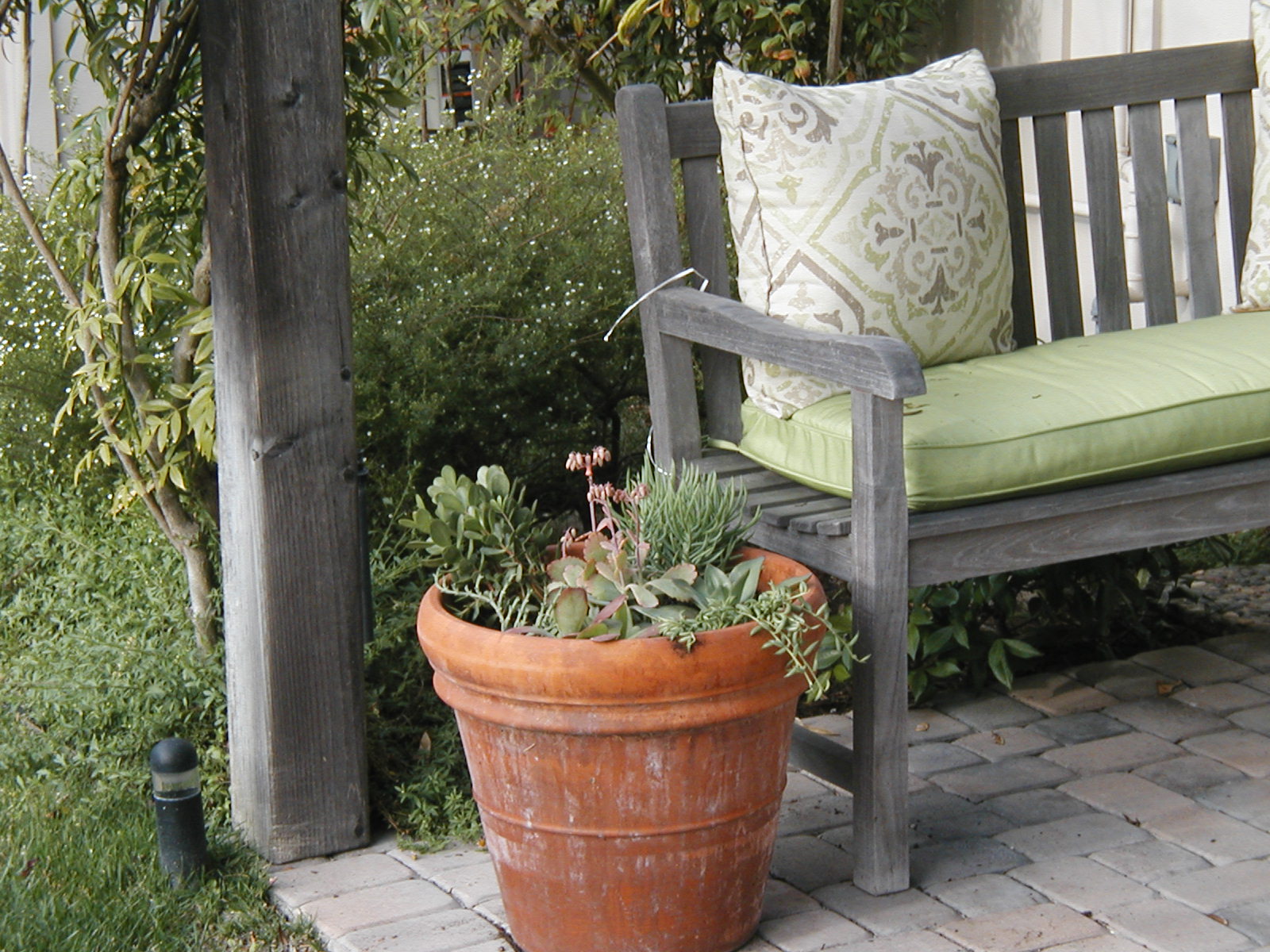 Late to the Garden Party My Developing Relationship with Succulents