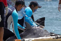 Salvan a una veintena de delfines varados en Cancún
