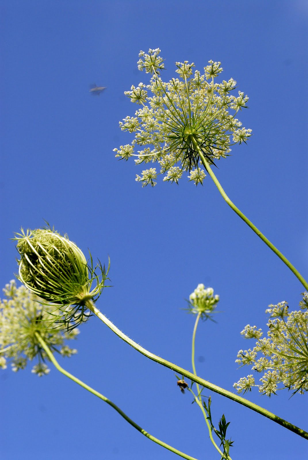 wild new england Apiaceae, the Carrot Family aka Umbelliferae, the