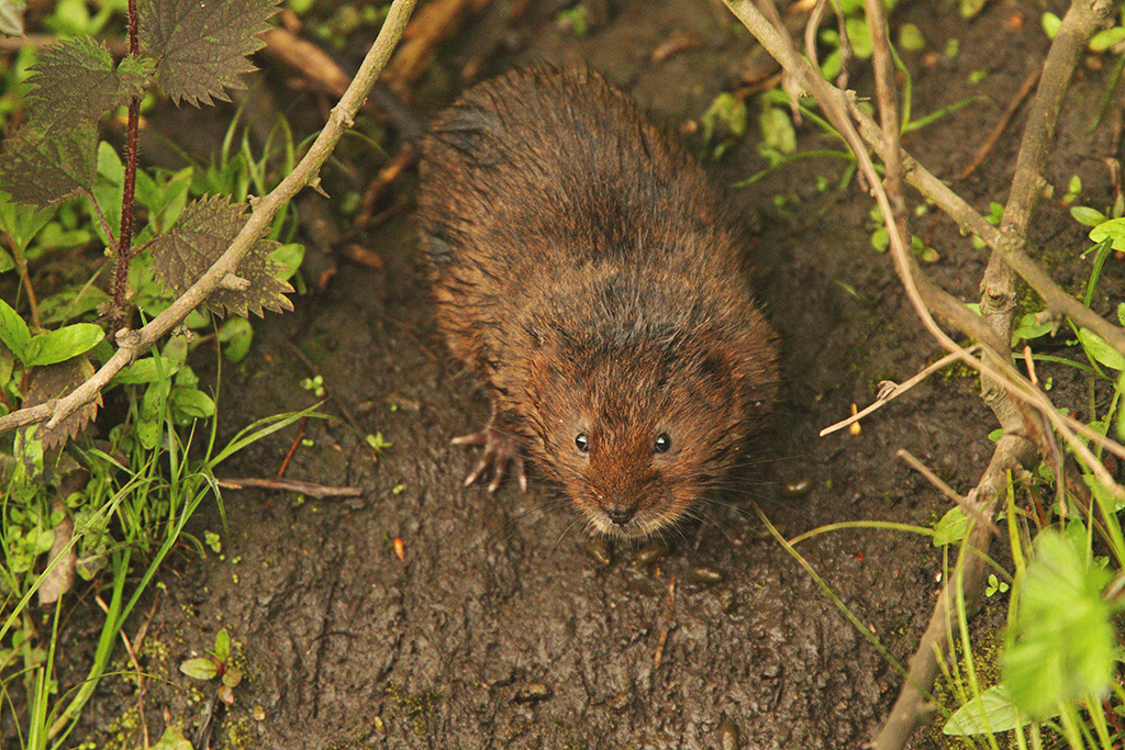 Martin Jump Wildlife Photographer WATER VOLES.