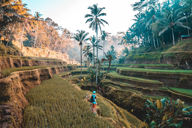Terraced hills in Bali Terraced hills in Bali
