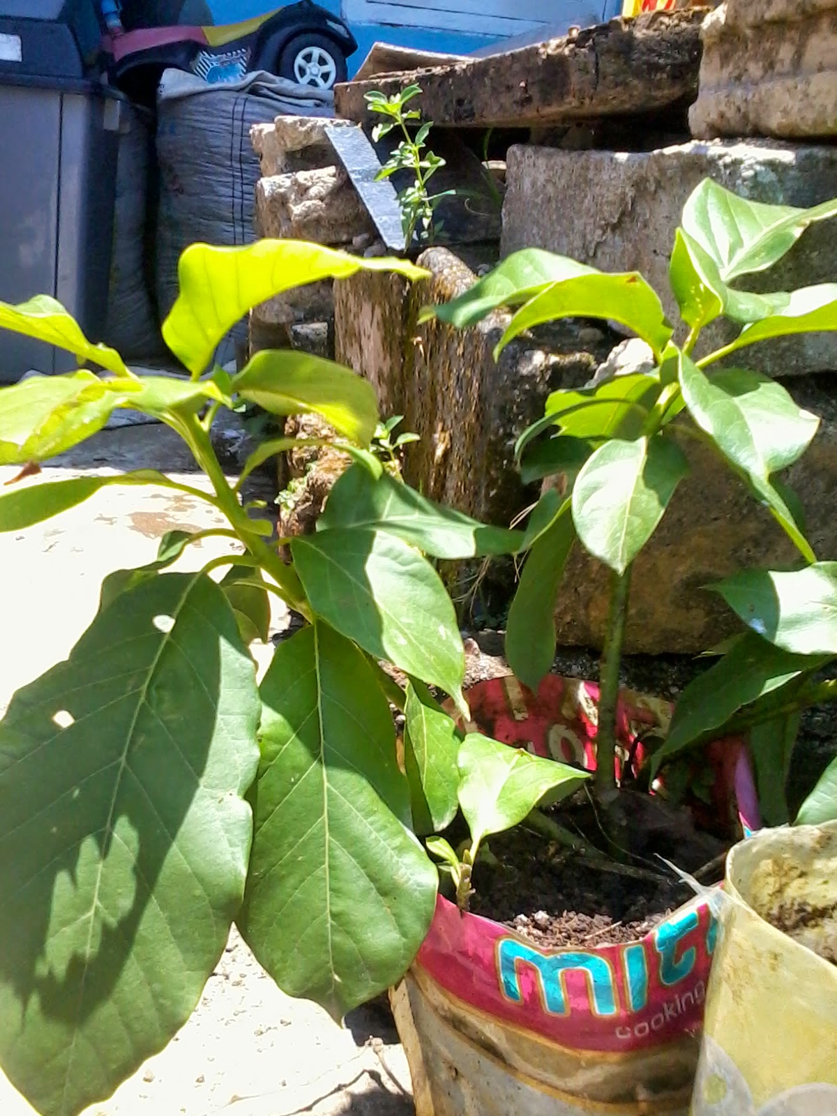 bogor fig garden alpukat dapat ditanam di dalam pot bogor fig garden alpukat dapat ditanam di dalam pot