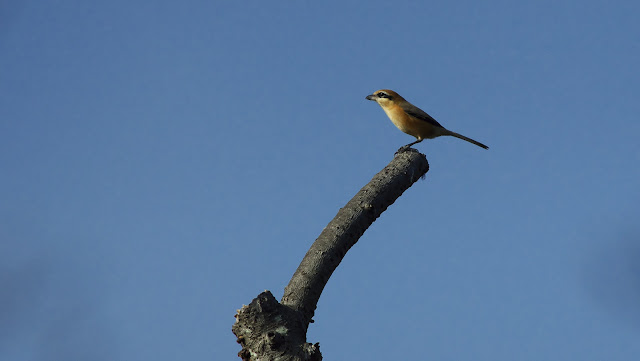 80 年前、宇宙戦争は米国を恐怖に陥れ、ラジオの時代を迎えました。