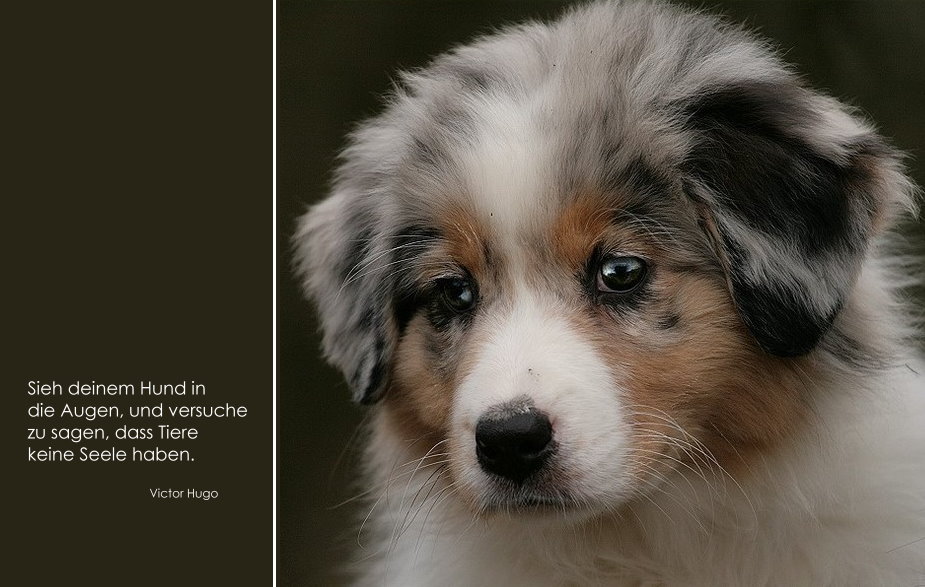 Die Seele Eines Hundes About Dogs And Chiru Hundeblog