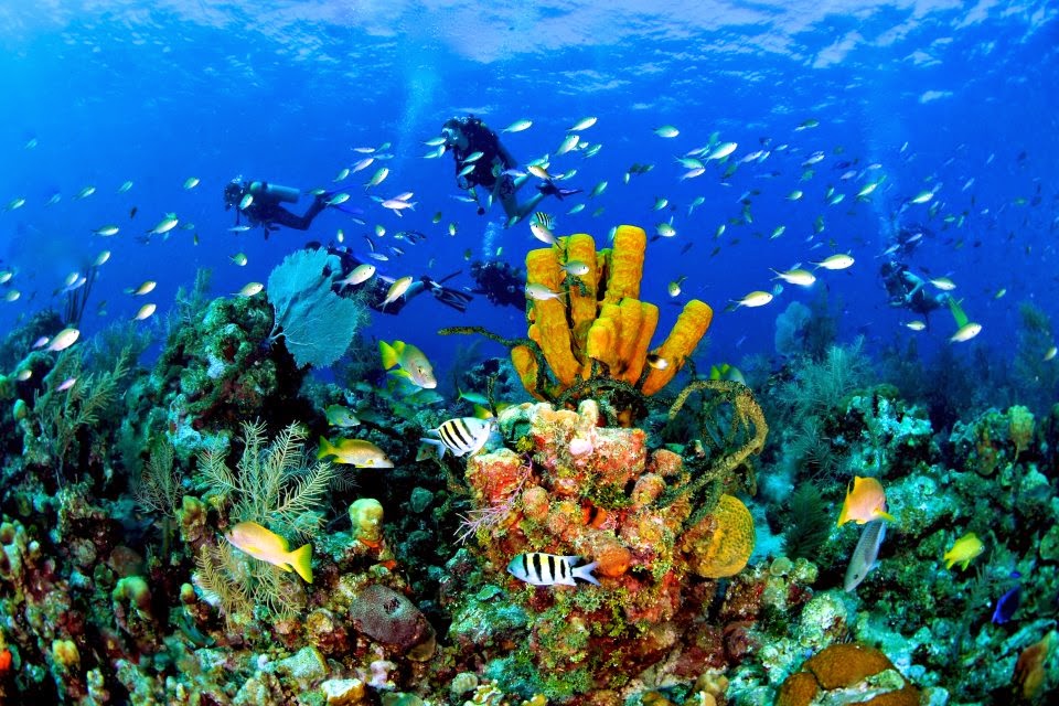 Cayman Island Reef Fish Cayman Island Reef Fish