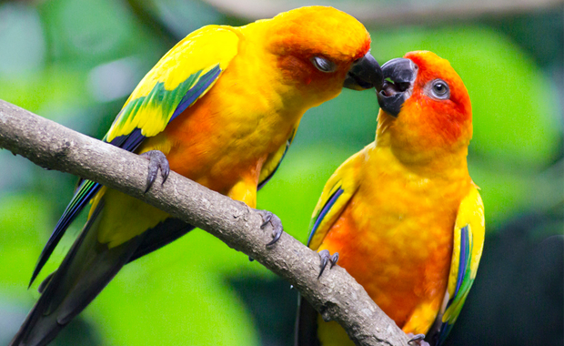 Birds Chirping Lovebird Bird Caring Tips The Right