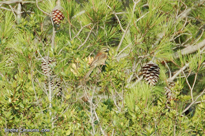 Mascle de gratapalles (Emberiza cirlus)