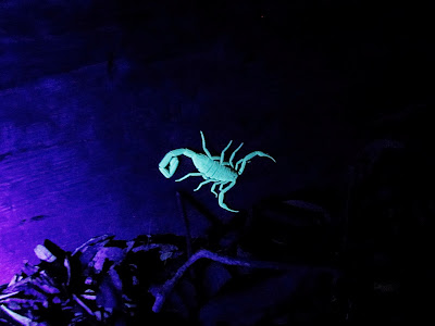 black light insects