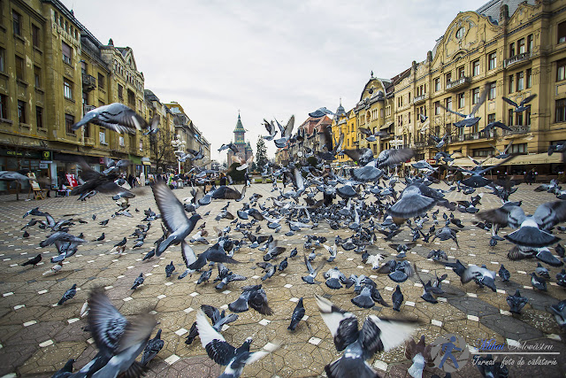 porumbei-piata-victoriei-timisoara