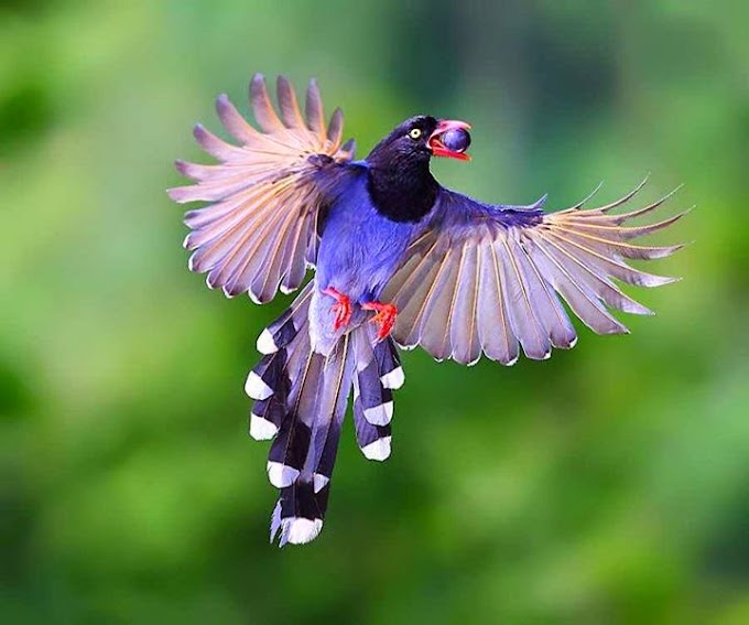Bellas aves de colores 