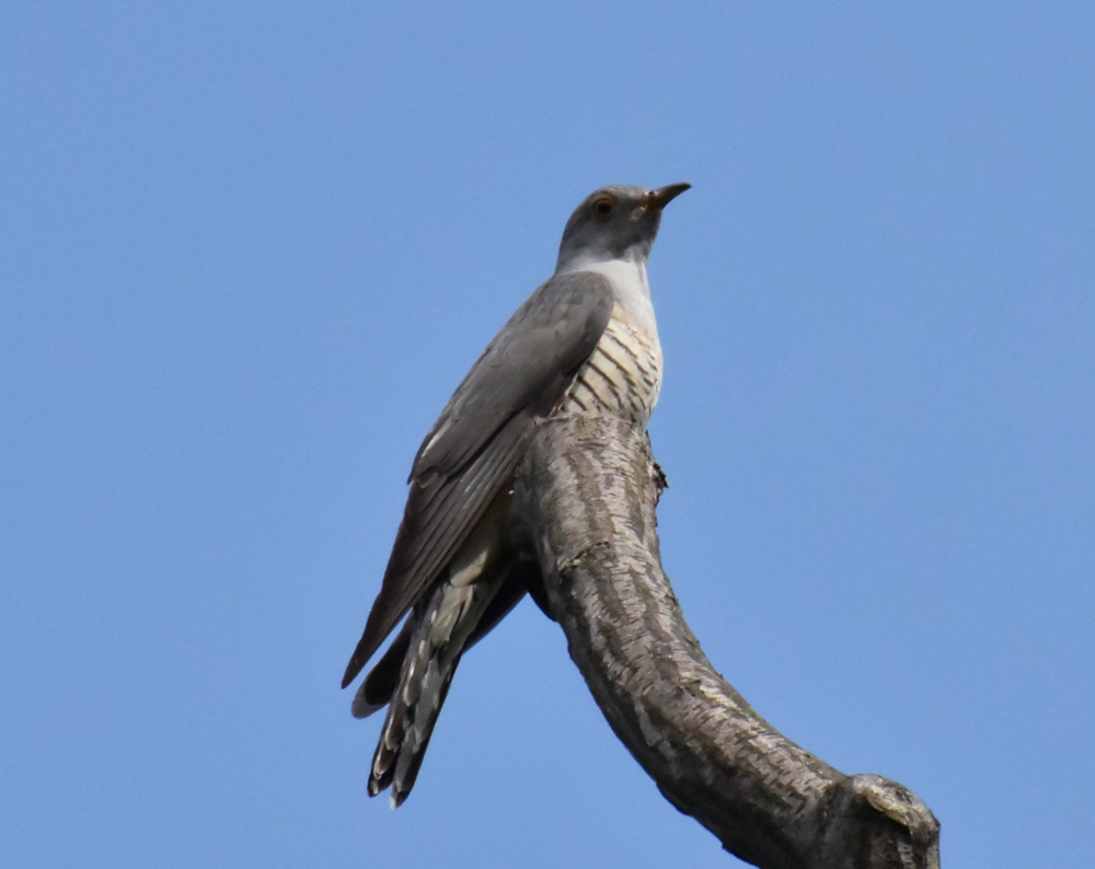 よりどりみどりのとりみNo.2 今日の鳥果