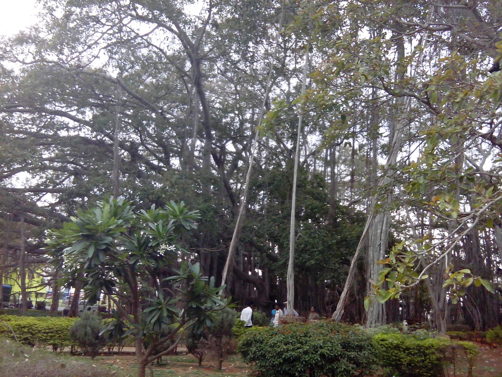 Big Banayan Tree , Dodda Alada Mara , Bangalore