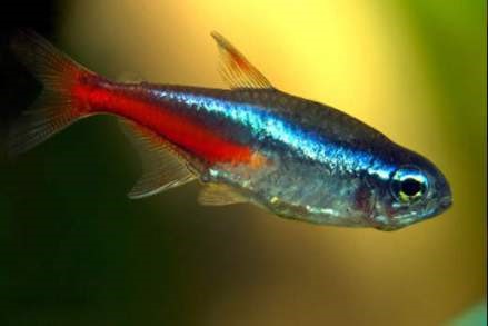 Penyuluhan Perikanan Teknik Budidaya Ikan Hias Neon Tetra