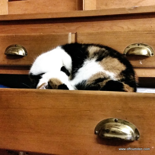 Cat in a drawer