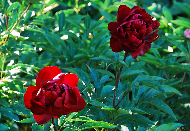 piwonie, PeonyMAX, zielona metamorfoza, ogrody wiejskie, projektowanie zieleni. 'PETER BRAND'