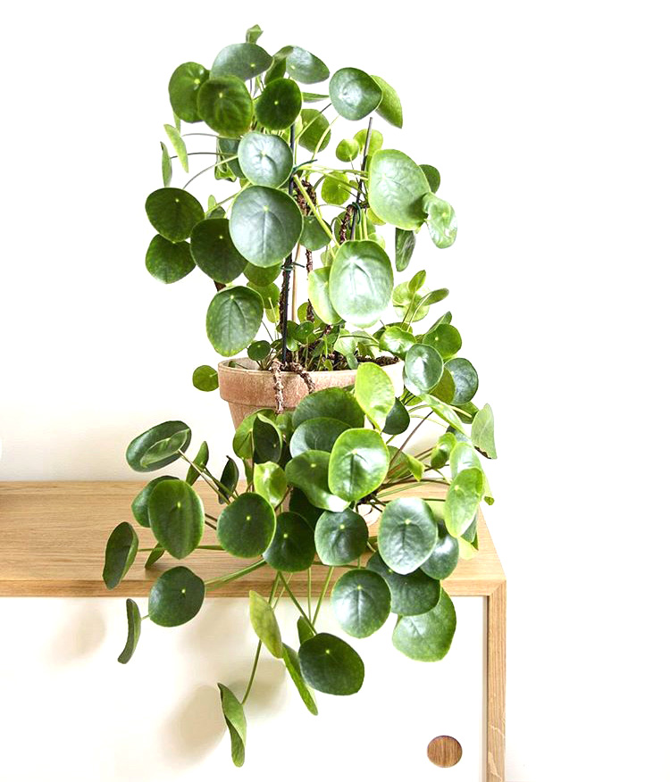 Mod and Mint: The Pilea Peperomioides. And why we will have too many. Photo @mittgronajag Mod and Mint: The Pilea Peperomioides. And why we will have too many. Photo @mittgronajag