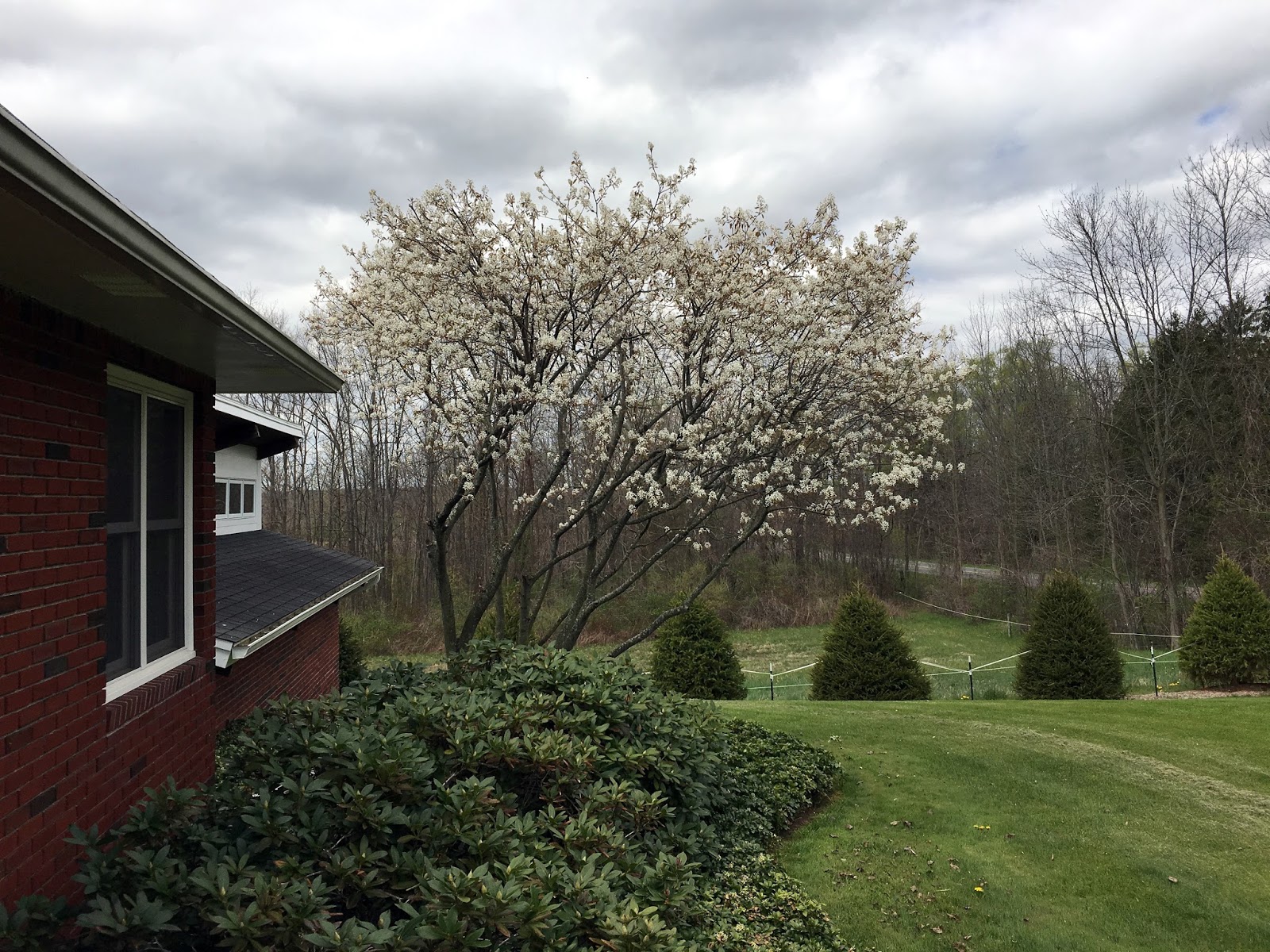 A Wandering Botanist Plant Story Flowering Shrub Of Spring