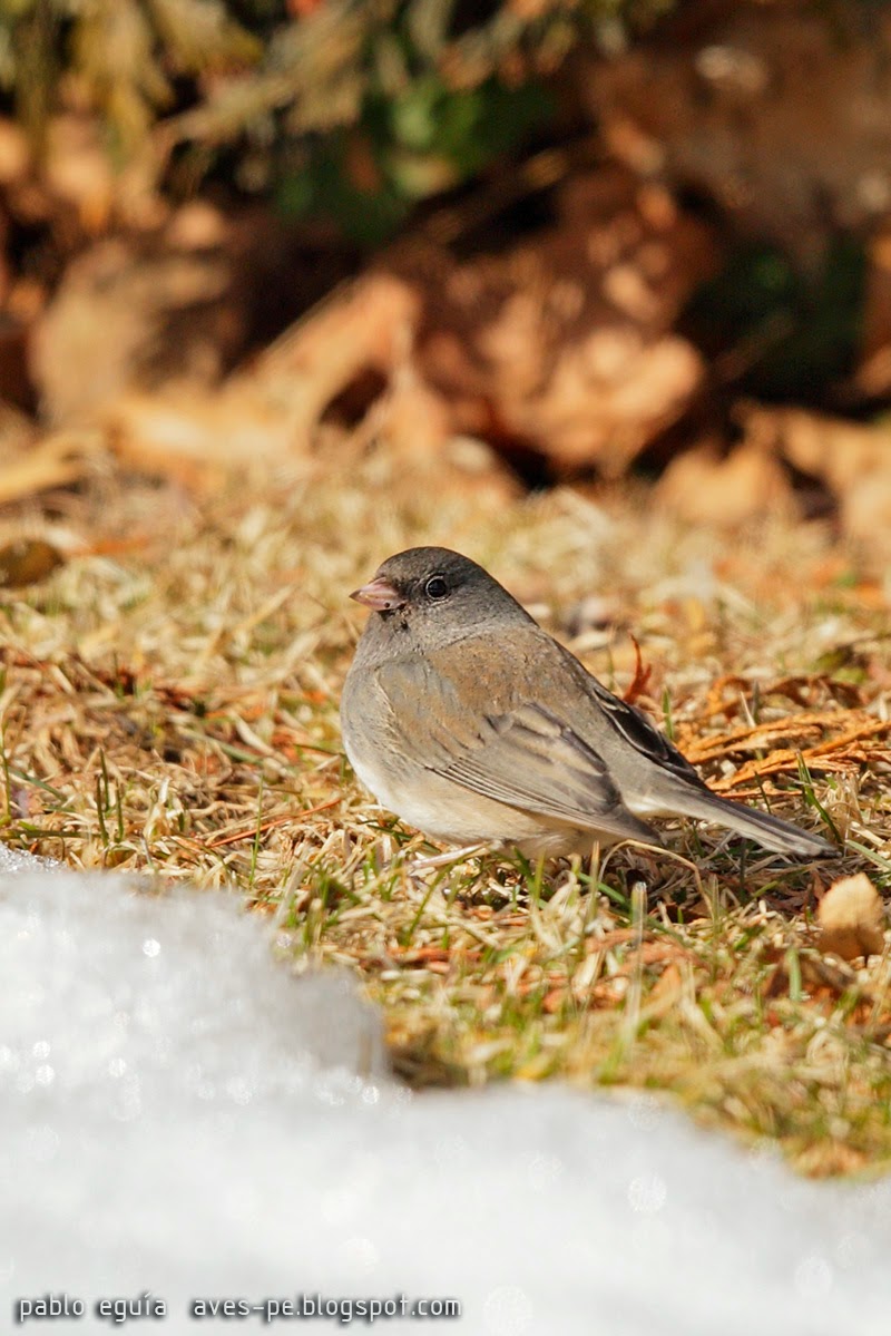 mis fotos de aves Junco hyemalis Junco Pizarroso Darkeyed Junco