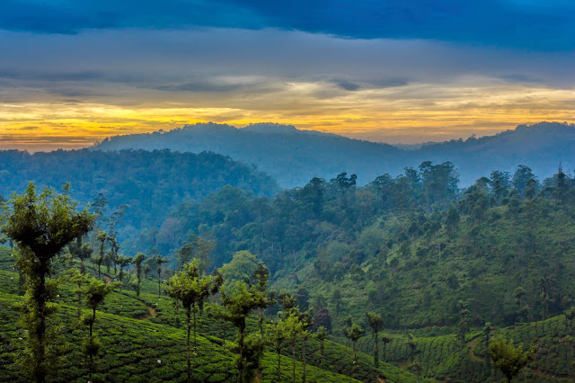 Landscape of tea plantation sunset