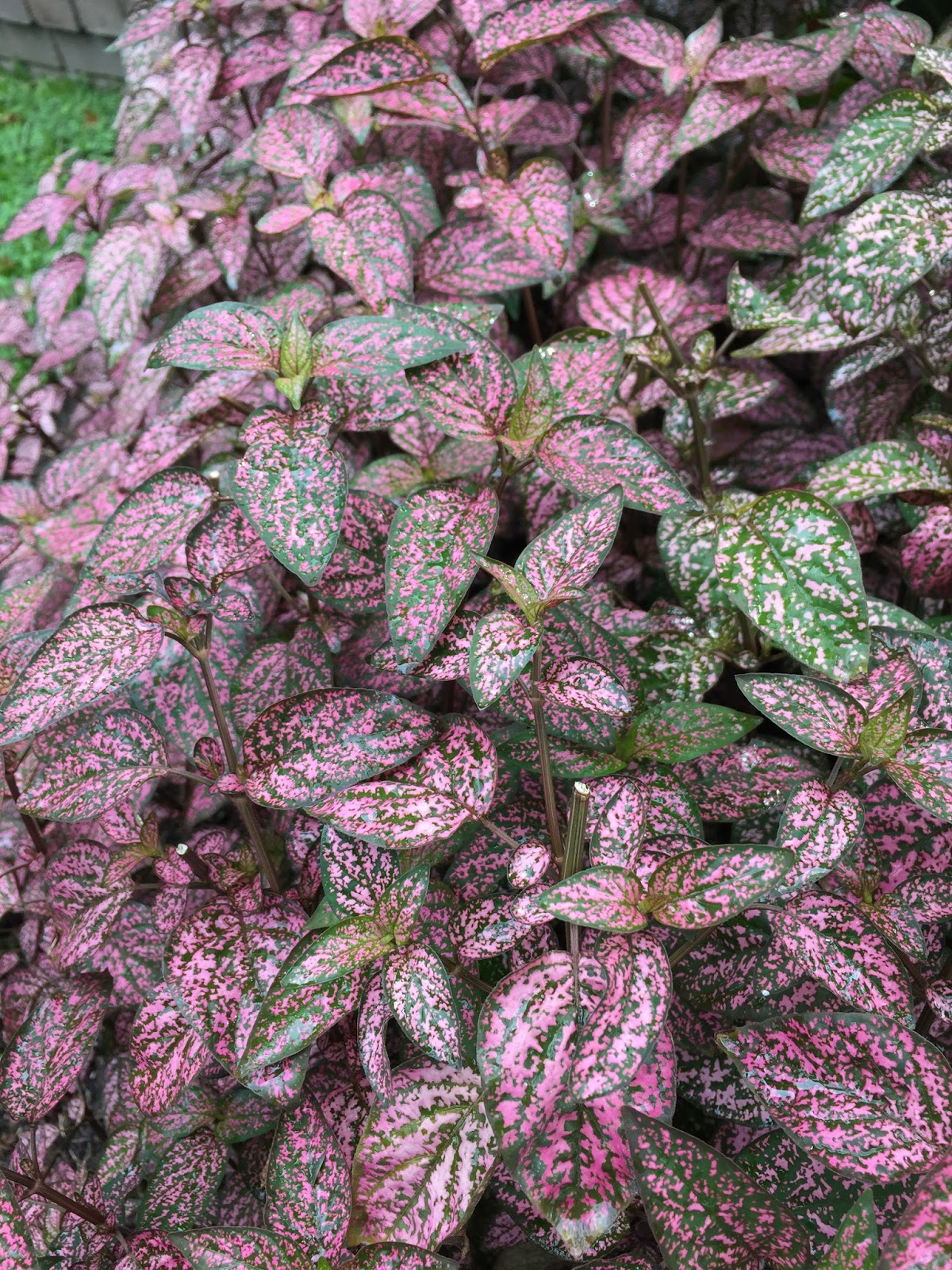 Aprille's SoCal Gardening : Pink Polka Dot Plant