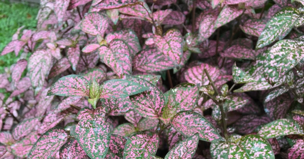 Aprille's SoCal Gardening : Pink Polka Dot Plant