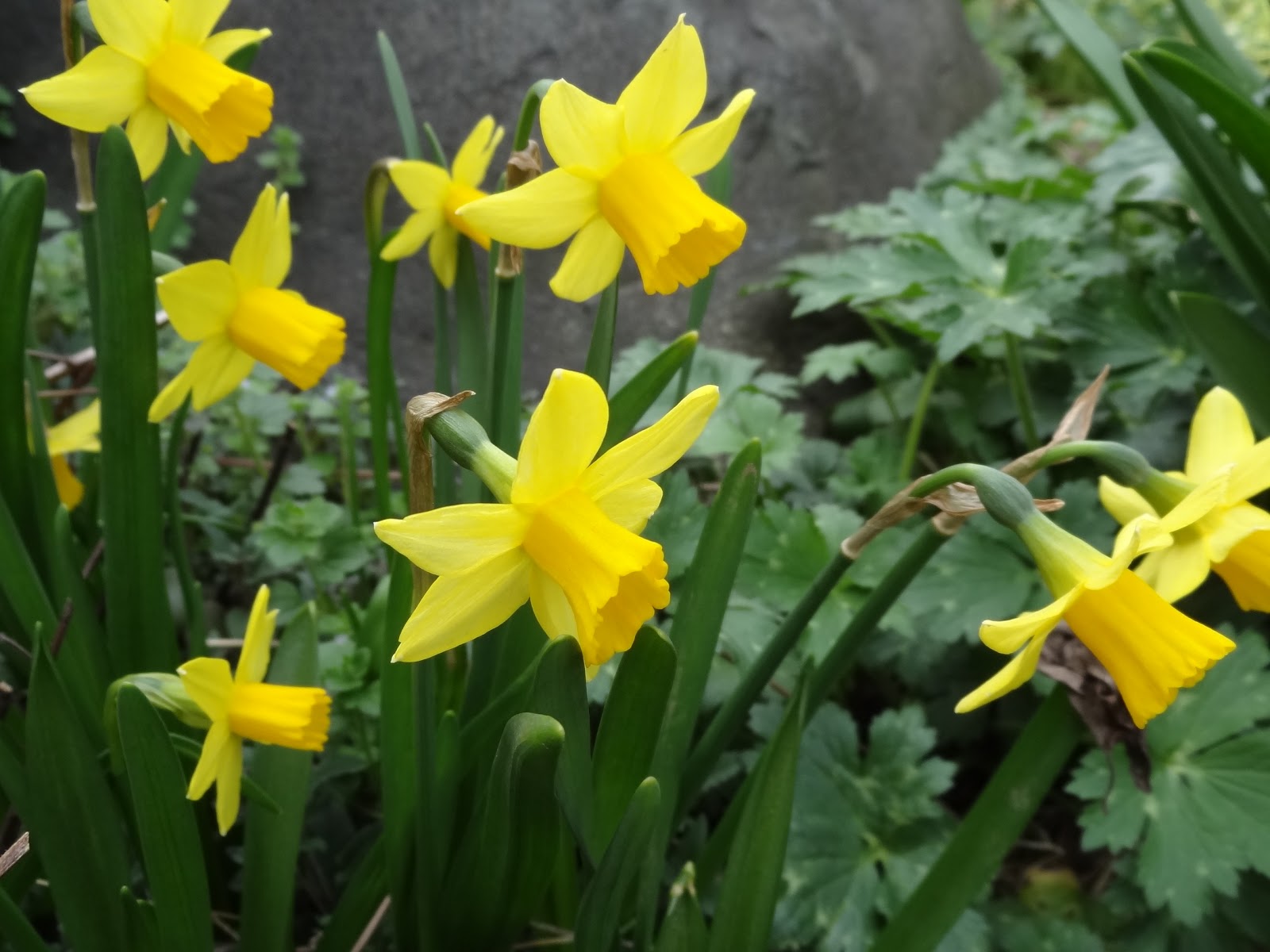 和の花だより お庭の花 ティタティタ ｔｅｔｅ ｔｅｔｅ ミニ水仙