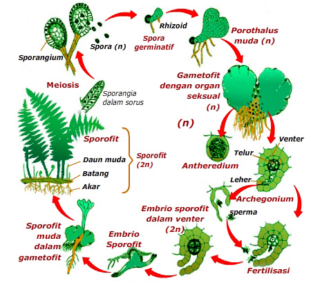 Metagenesis Tumbuhan Paku Beserta Sketsa Metagenesis Paku Cara Ampuh Memahami Matematika Dengan Mudah Metagenesis Tumbuhan Paku Beserta Sketsa Metagenesis Paku Cara Ampuh Memahami Matematika Dengan Mudah