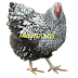 PNG CHICKEN IMAGE