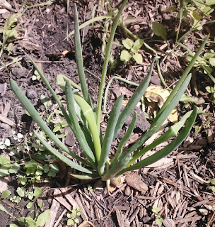 onion transplanted into soil from basement - several leaves