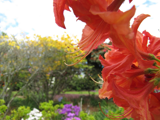 blazing-color-azalea