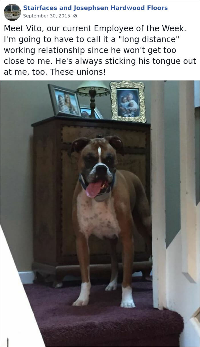 30 Hilarious Dogs That Were The ‘Employees Of The Week’ 30 Hilarious Dogs That Were The ‘Employees Of The Week’