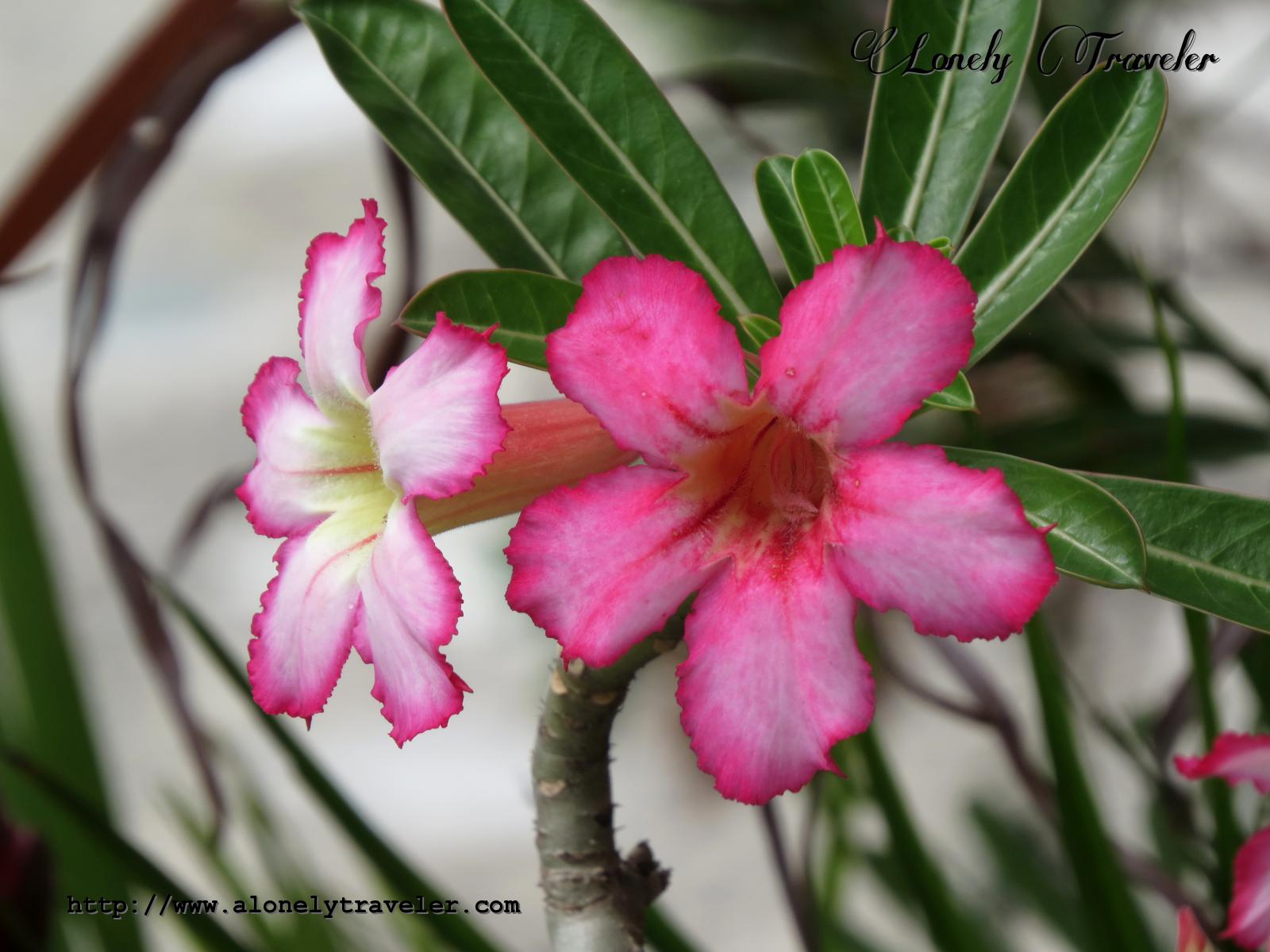 Desert Rose Adenium Obesum