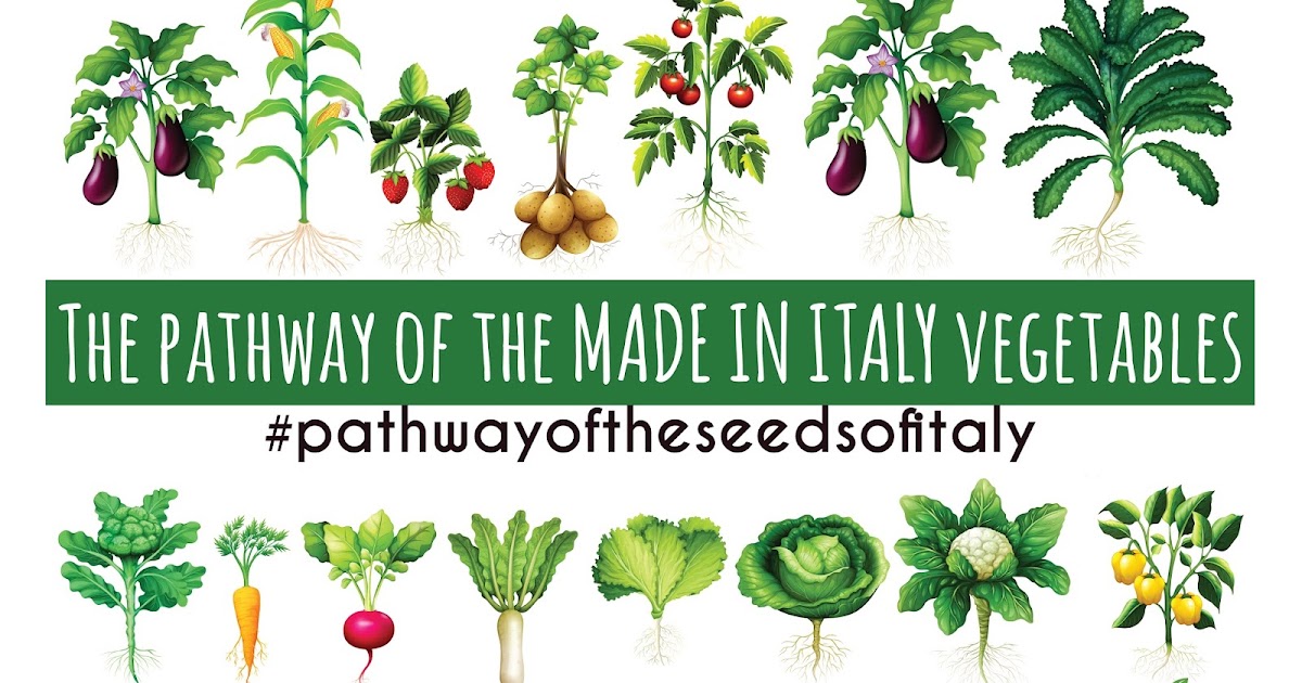 The pathway of the MADE IN ITALY vegetables pathwayoftheseedsofItaly