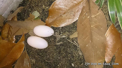 Huevos de Rhinoclemmys punctularia
