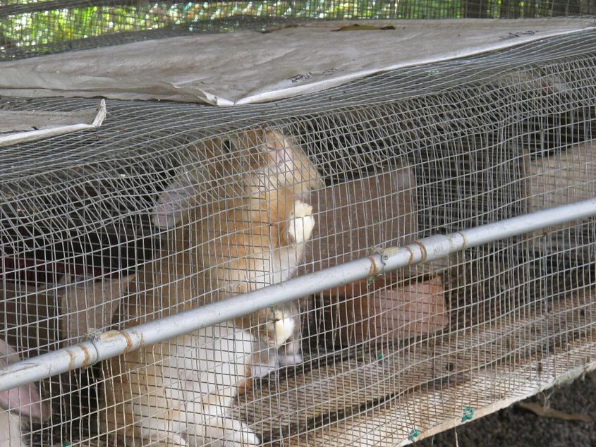 隐形的猫 2: Broga Rabbit Fun Land