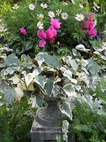 Classic spring urn with variegated ivy, pink cyclamen and white daisies at the Toronto Allan Gardens Conservatory Spring Flower Show 2013 by garden muses: a Toronto gardening blog
