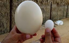 أكبر بيضة في العالم: بيضة النعامة