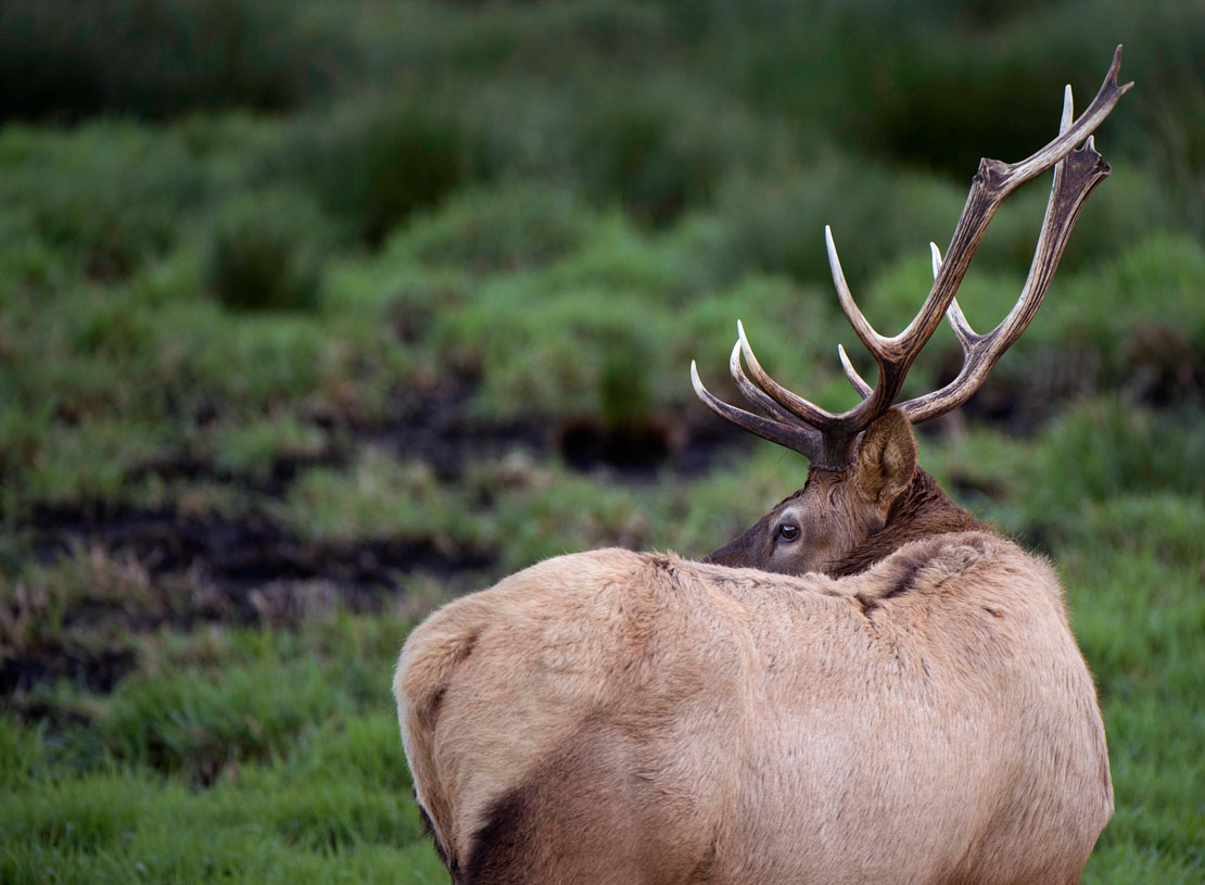 Robin Loznak Photography Roosevelt elk rut in Oregon